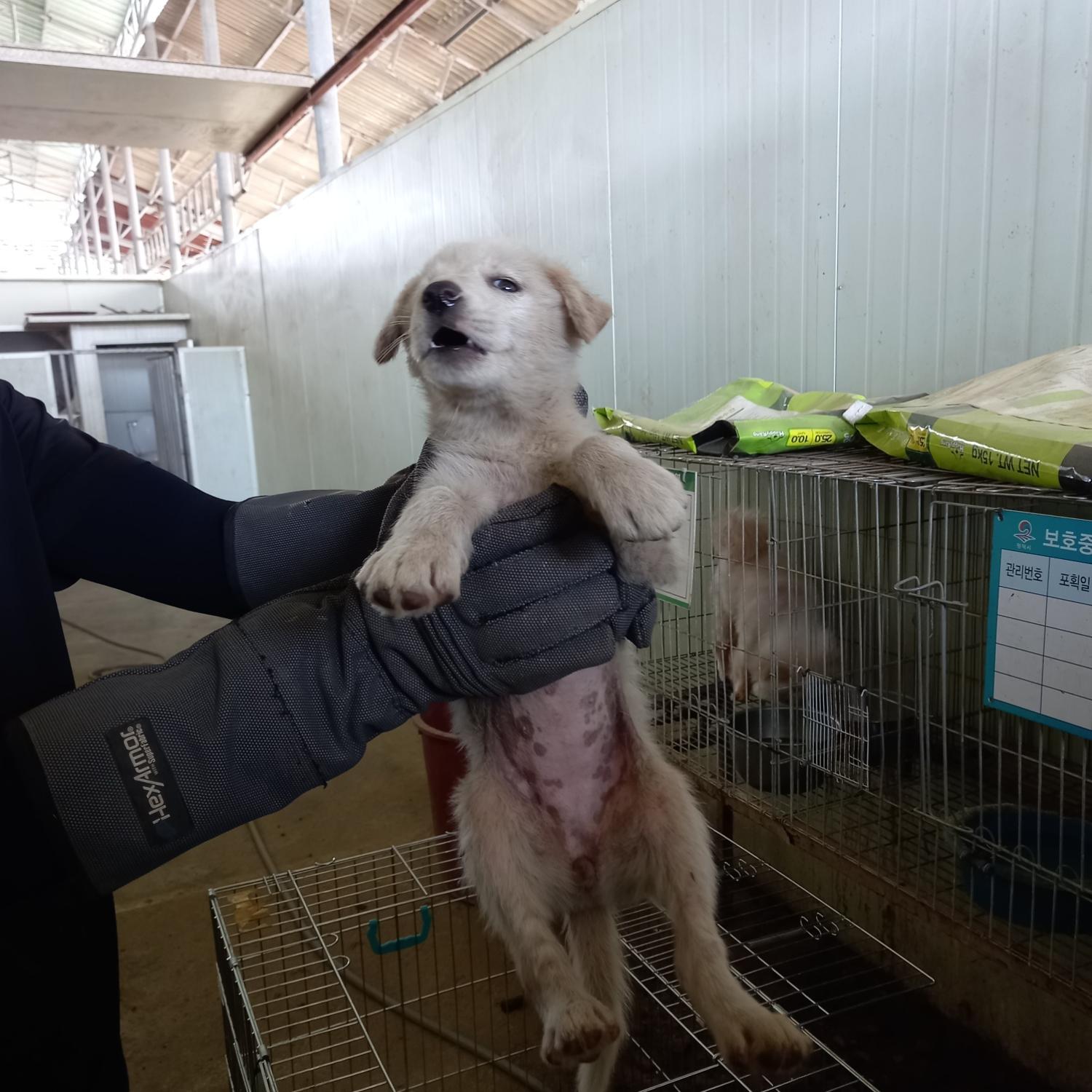 평택시유기동물보호소_441391202301198